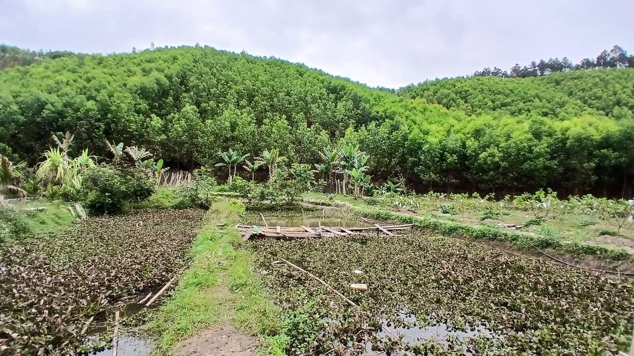 Bán đất Farm Sơn Dương Hạ Long 9000m² hơn 1 tỷ - Sinh thái xanh!