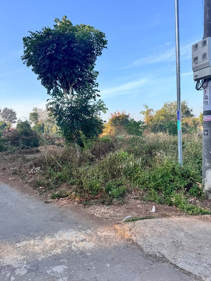 Đất nền Hòa Phú, Cư Jút 184m² - Sổ đỏ chính chủ, tiềm năng sinh lời!