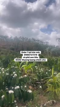 Đất Rẫy Xã Trúc Sơn Cư Jút 3600m² - Sổ đỏ chính chủ!