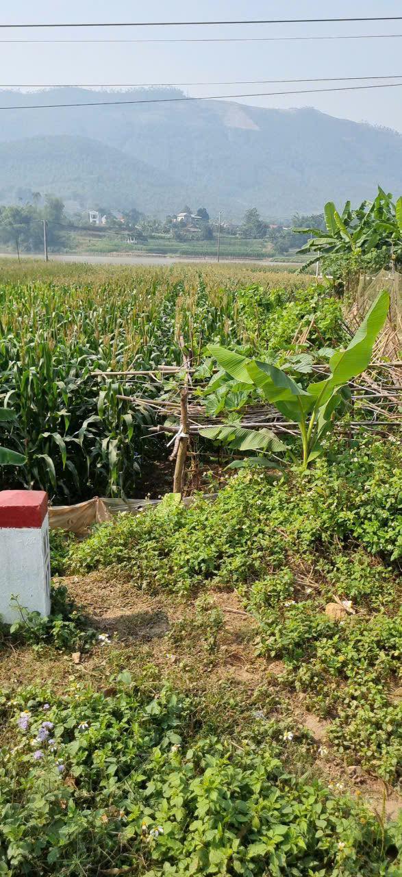 Đất Mặt Tiền Trục 317A, Phú Thọ - 200m², Giá Tốt Đầu Tư