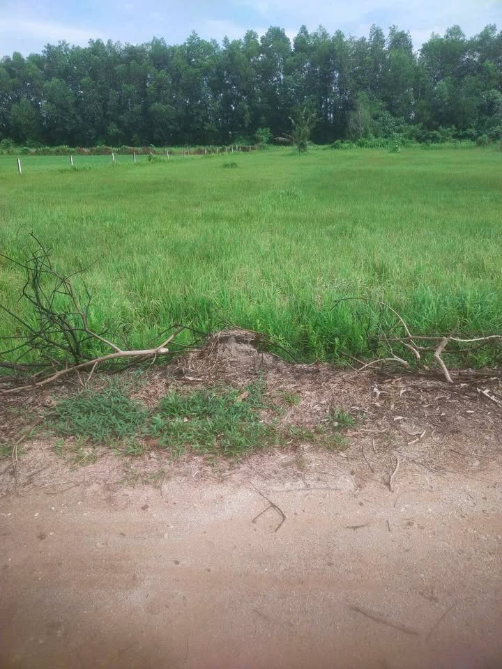 Đất Vườn Củ Chi 2900m² Cạnh Sông Sài Gòn - Giá Đầu Tư 2.6 Tỷ