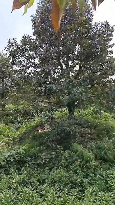 Đất vườn Tam Nông, Đồng Tháp 2.5ha - Đầu tư sinh lời sầu riêng Monthong