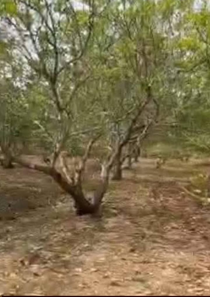 Đất vườn Ấp Chà Là, Bến Cát 2880m² - Sổ hồng chính chủ!