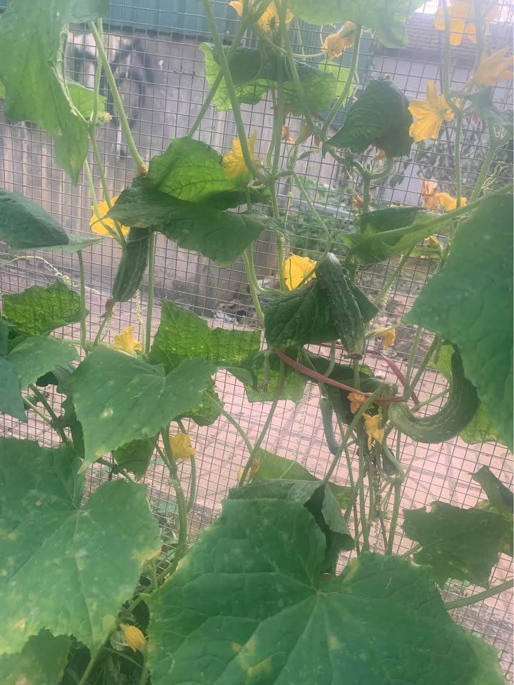 Đất Vàng Hoa Lư 200m² - Sổ Đỏ Rõ Ràng, Đường Rộng Ô Tô