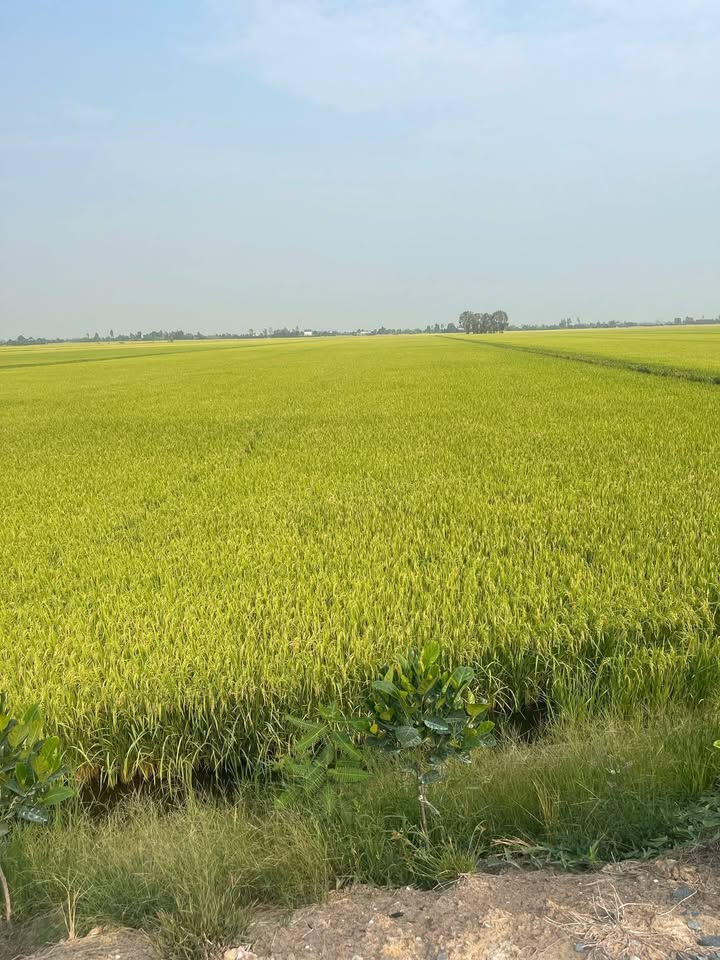 Đất lúa 1.2ha Tân Thạnh, Tây Ninh - Sổ đỏ chính chủ, lộ ô tô!