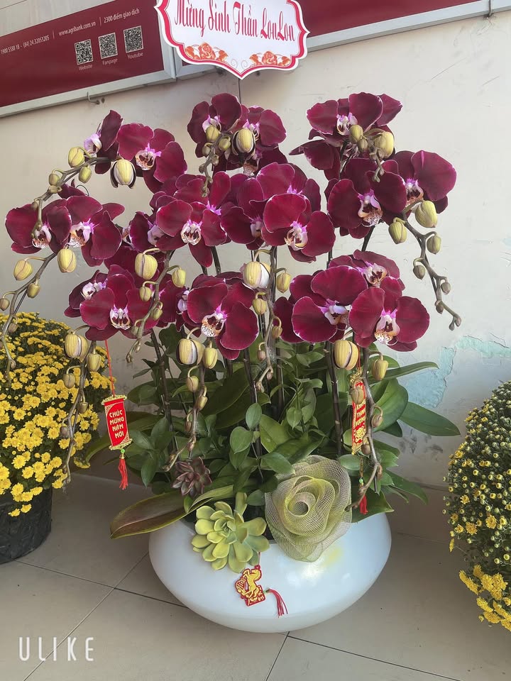 Nhà Cấp 4 Đồng Thạnh Gò Công Tây 464.8m² giá 590 triệu - Giá tốt hiếm có!