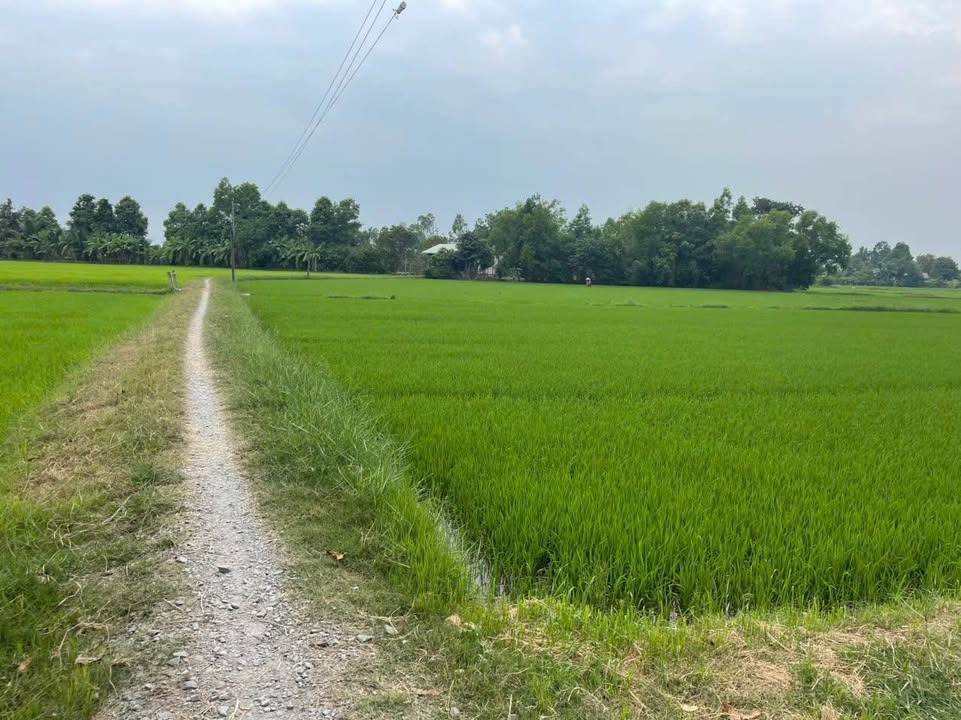 Bán đất mặt tiền An Ninh Tây, Đức Hòa 5600m² - Giá 100tr/m ngang