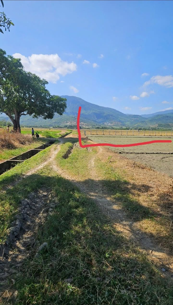 Đất Vườn Cam Phước Đông 900m² - 300 Triệu Sổ Đỏ Chính Chủ