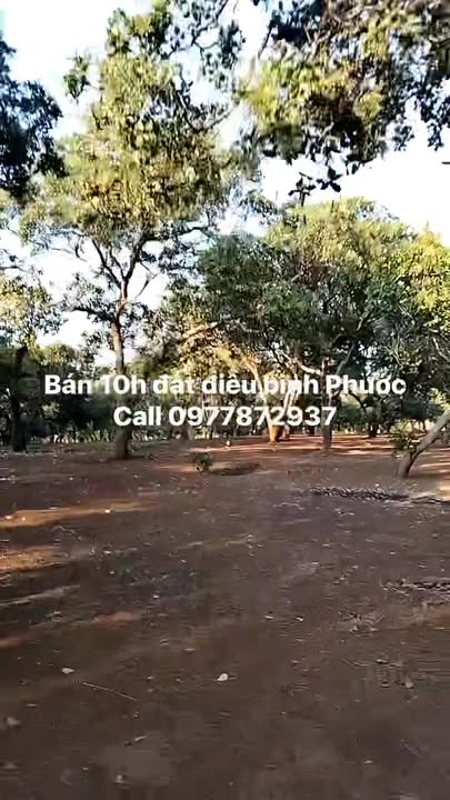 Bán Gấp Farm 10.000m² Huyện Bù Gia Mập - Sổ Hồng Sẵn Sàng