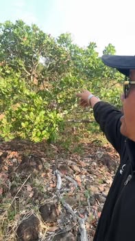 Bán Đất Farm Ea Súp Đắk Lắk 9ha - Tiềm Năng Kinh Tế Xanh