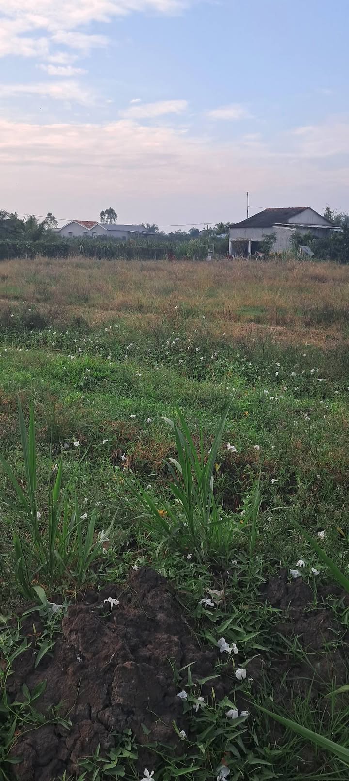 Bán đất vườn Chợ Gạo Tiền Giang 1974m² giá 1.38 tỷ - Đầu tư dài hạn