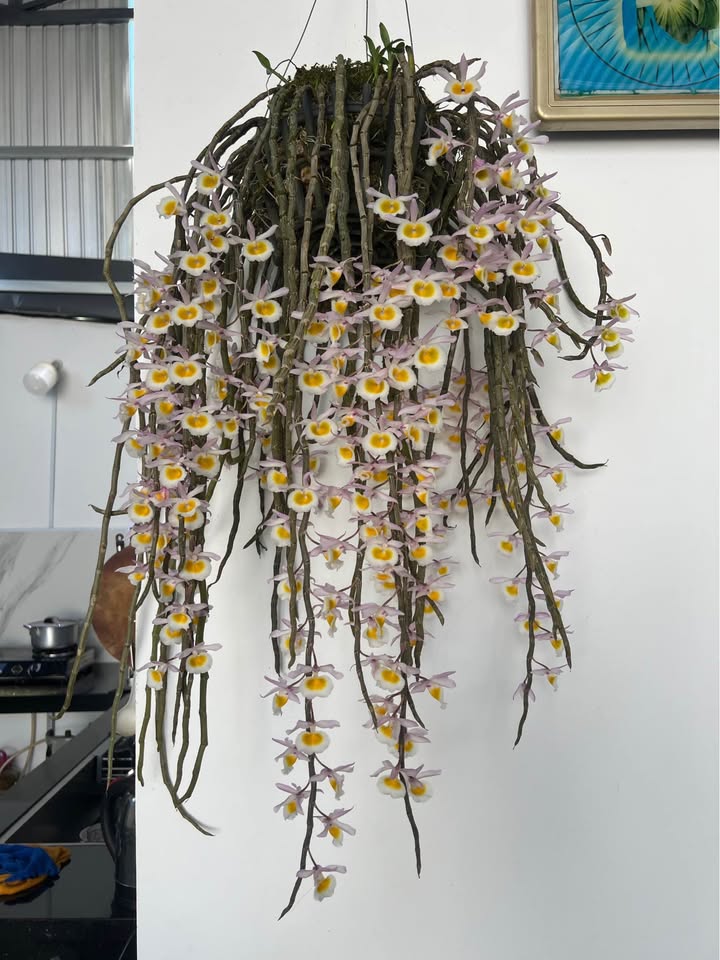 Bán Gấp Nhà Cấp 4 500m² Mặt Tiền Đoàn Thị Điểm, Bảo Lộc - Giá 800 Triệu