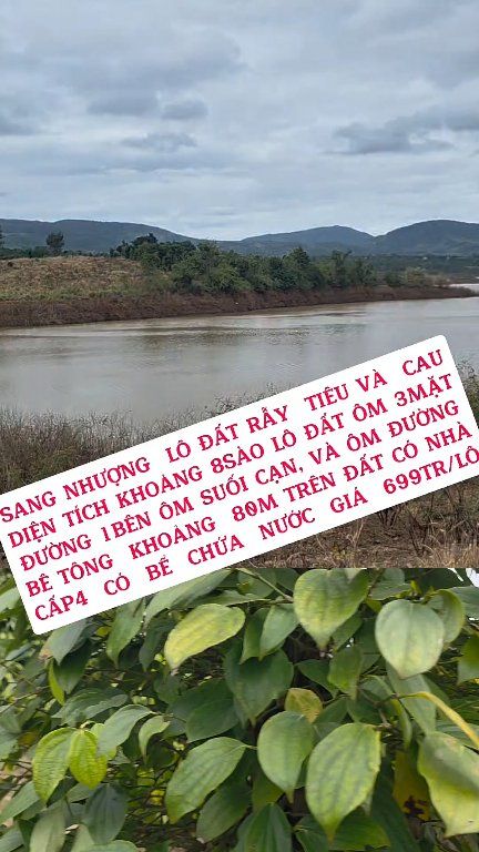 Đất Vườn Ea H'leo 8.000m² Giá 699 Triệu - Nghỉ Dưỡng Lý Tưởng!