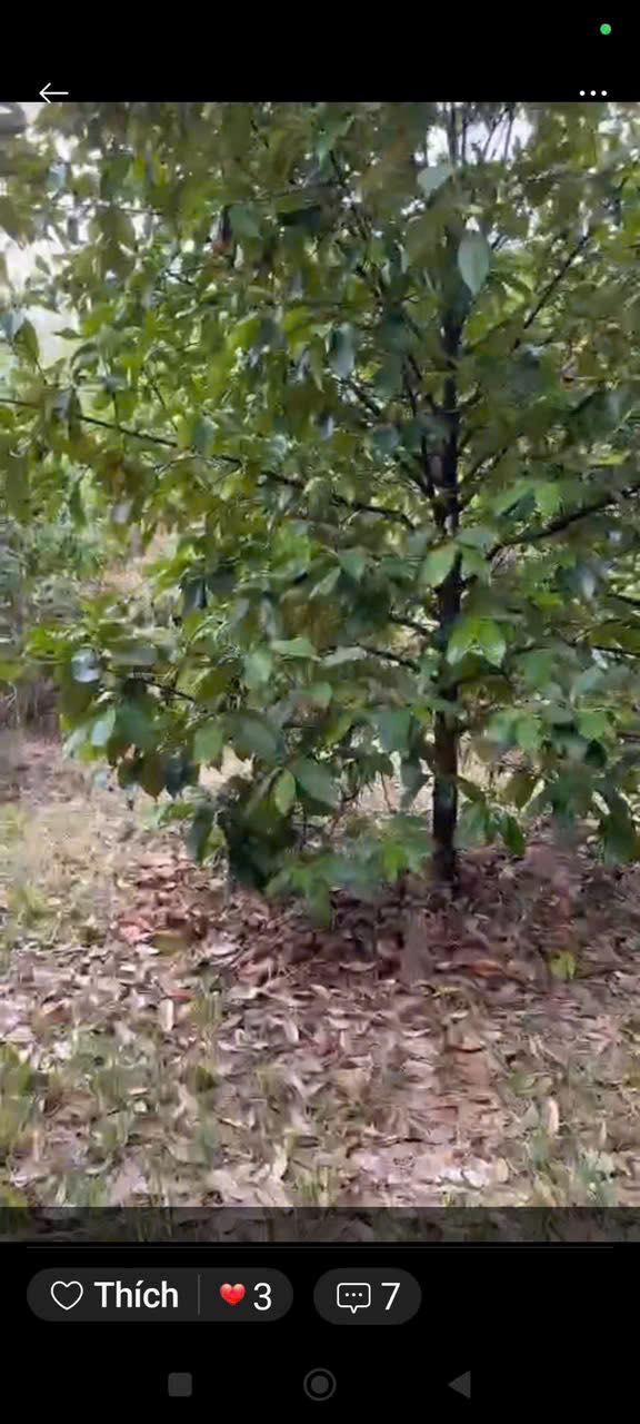 Bán đất farm Lộc Ninh 1000m² - Vườn trái cây trĩu quả, giá chỉ 2xx triệu