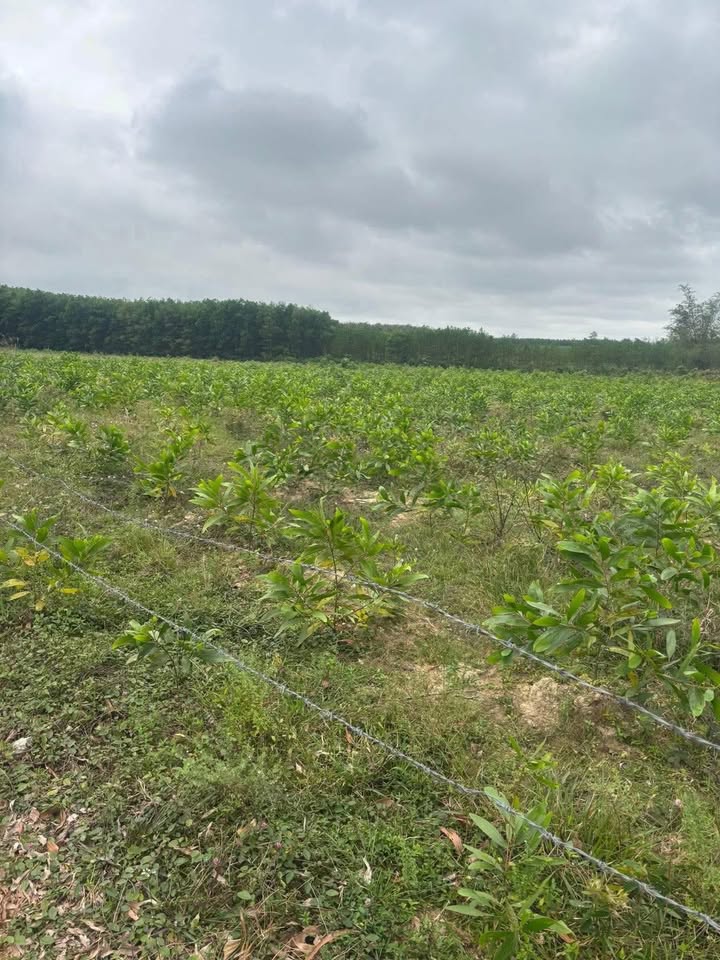 Đất Vườn 20.000m² Vĩnh Thủy, Quảng Trị - Sinh thái xanh, giá đầu tư!