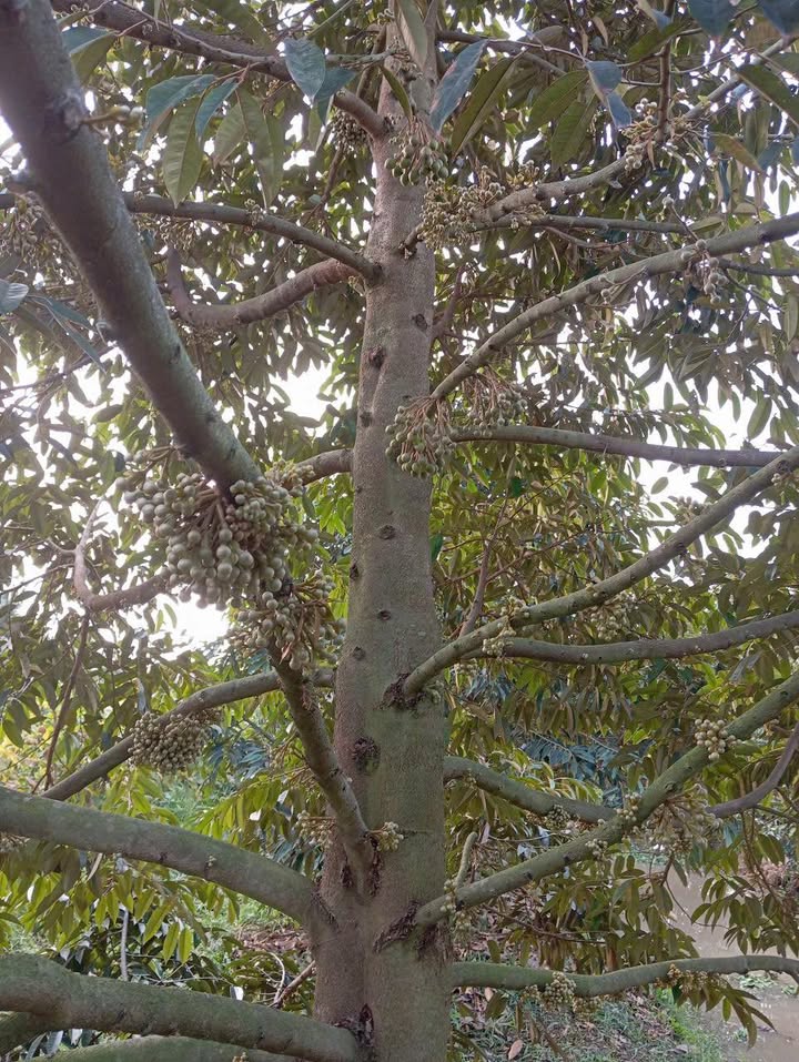 Đất Vườn Sầu Riêng 1500m² Hậu Giang - Sẵn Nhà, Giá 550 Triệu