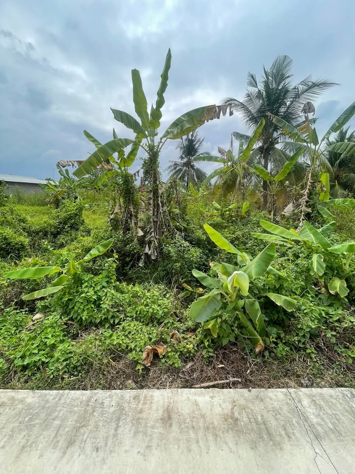 Đất nền Cái Bè 115m² - Sổ đỏ chính chủ, ô tô vào tận nơi!