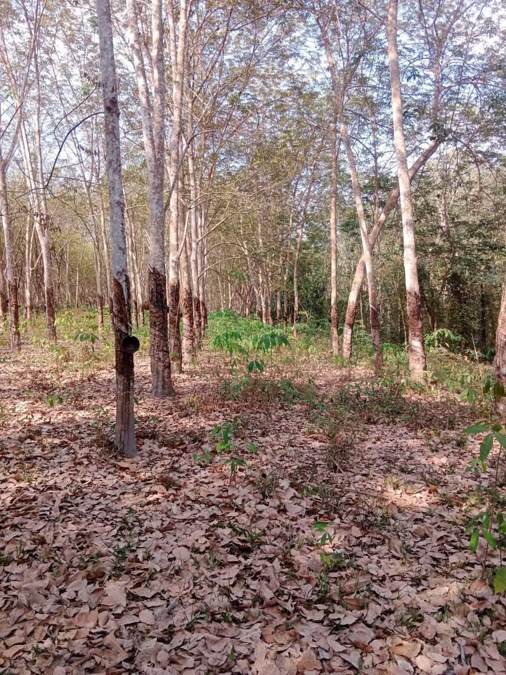 Đất nền 1080m² mặt tiền đường 25m Xã Minh Thạnh, Dầu Tiếng - Giá 1 tỷ