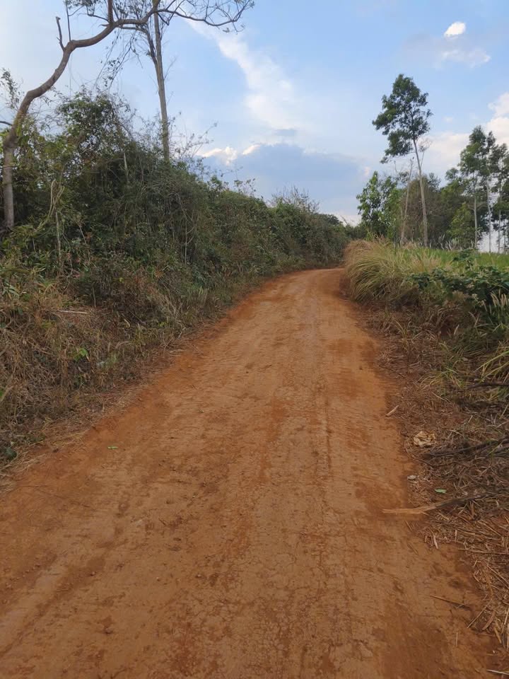 Đất Vườn Đắk Nông 3.3ha - Sổ Đỏ Rõ Ràng, Giá Tốt 2.64 Tỷ