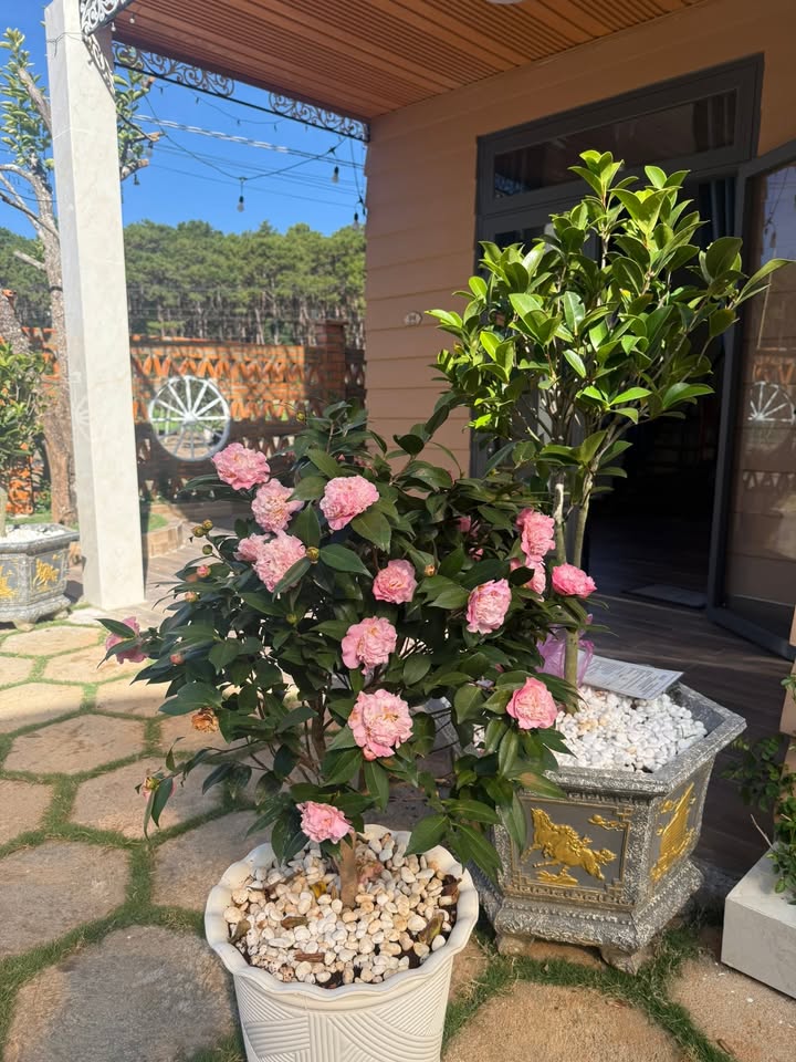 Homestay Đồi thông Châu Sơn 80-120m² - Nghỉ dưỡng lý tưởng!