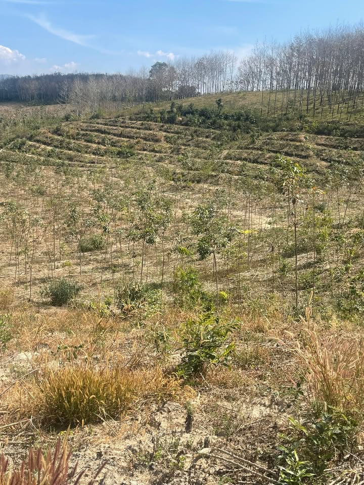 Bán 10.800m² Đất Cao Su Huyện Sa Thầy, Kon Tum - Sẵn Sàng Đầu Tư