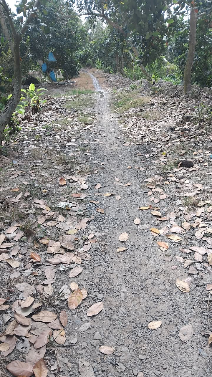 Đất lúa Xã Đốc Binh Kiều 8000m² - Tiềm năng tăng giá vượt trội!