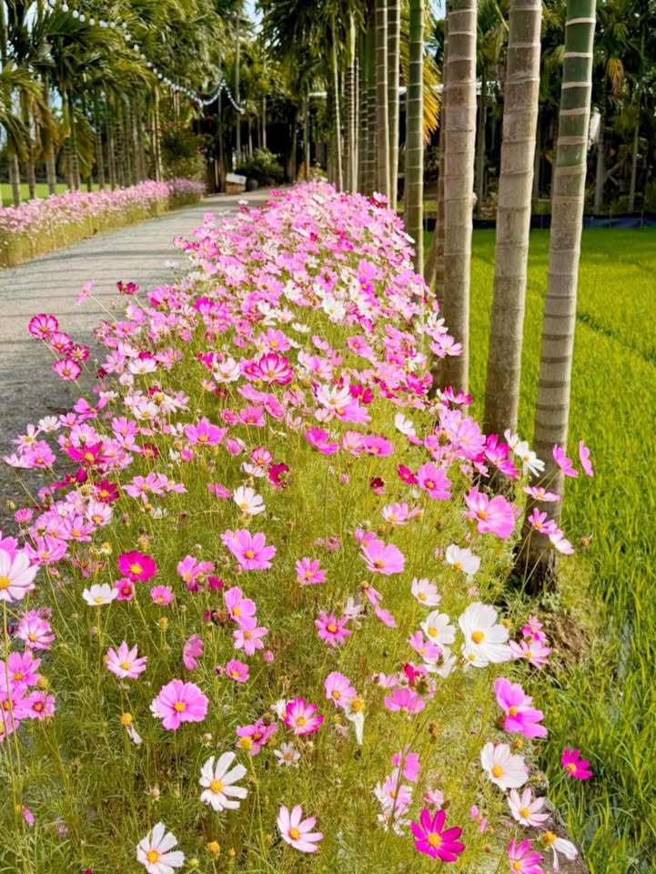 Đất nền Điện Thọ, Điện Bàn 199m² giá 500 triệu - Pháp lý chuẩn