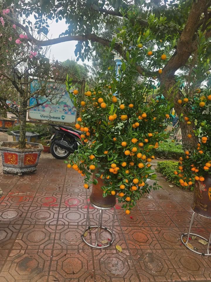 Bán Lô Biệt Thự Đại Hoàng Long 267m² - Sổ Hồng Sẵn Sàng