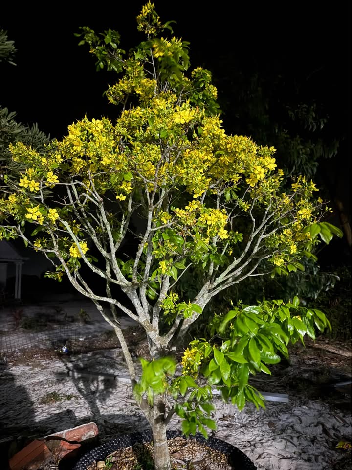 Đất nền Hòa Liên Đà Nẵng 120m² - Sổ đỏ chính chủ, xây dựng tự do