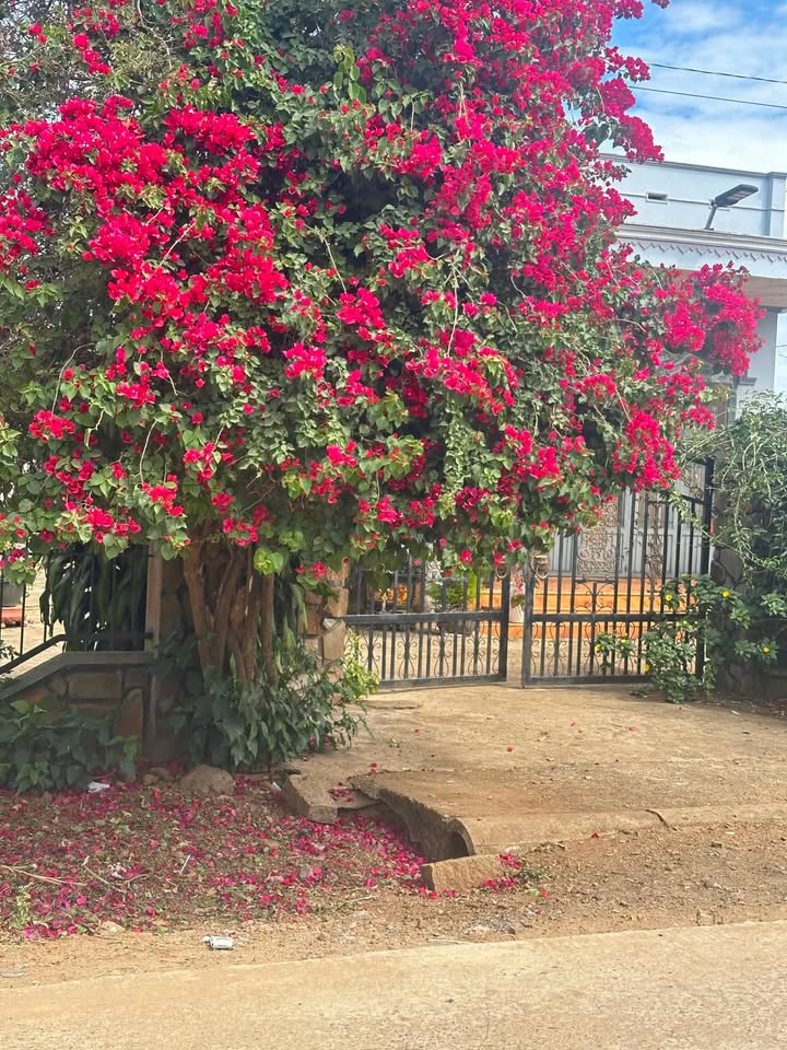 Đất nền 8000m² Quảng Lập, Đơn Dương - Sổ hồng riêng, tiềm năng lớn!