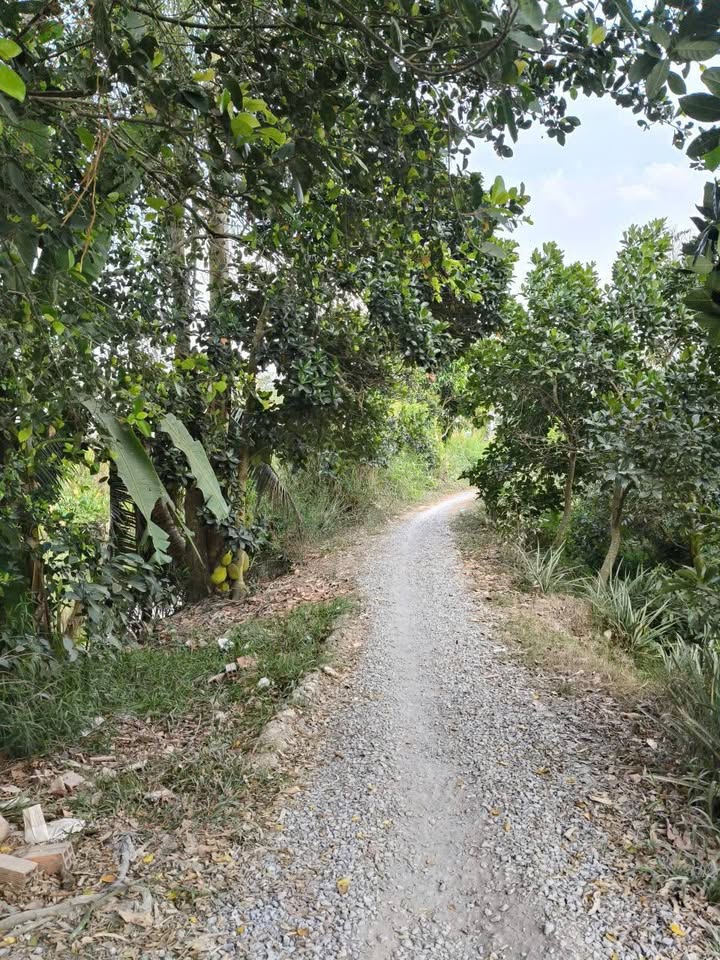 Đất Vườn Tiền Giang 4300m² - Trồng Sầu Riêng, Ổi - Giá 2 Tỷ Chính Chủ