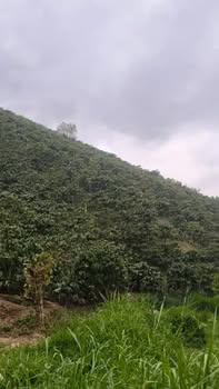 Bán Đất Vườn 6000m² Xã Tân Tiến, Đơn Dương - Sổ Hồng Riêng, Giá 1.3 Tỷ