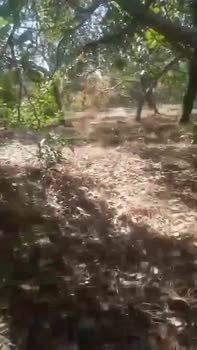 Bán Gấp Đất Vườn 11000m² Xã Minh Hưng, Bình Phước - Giá Tốt