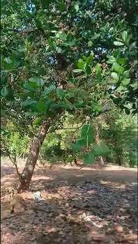 Đất nền Đồng Phú Bình Phước 11500m² - Sổ đỏ sẵn sàng