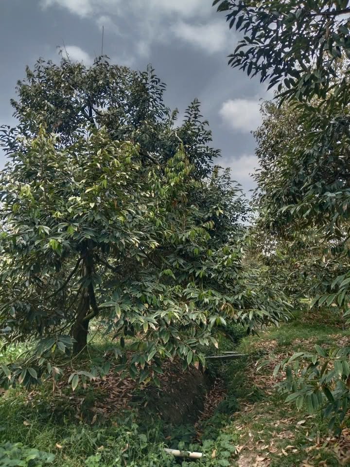 Vườn Sầu Riêng Cái Bè, Tiền Giang - Thuê 10 Năm Chỉ 1.5 Tỷ - Cơ Hội Đầu Tư Lâu Dài