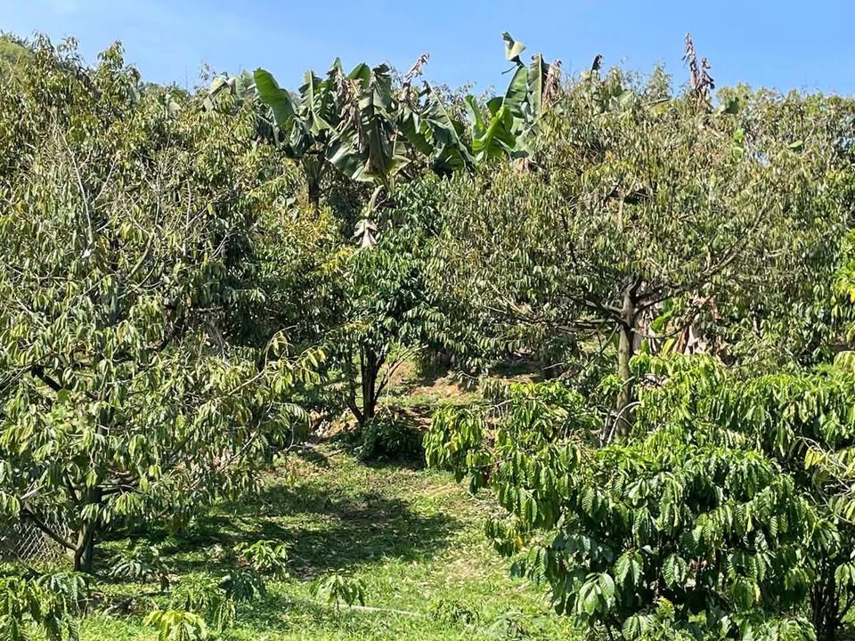 Bán Đất Vườn Bảo Lộc 10.611m² Giá 6.5 Tỷ - Nghỉ Dưỡng Lý Tưởng