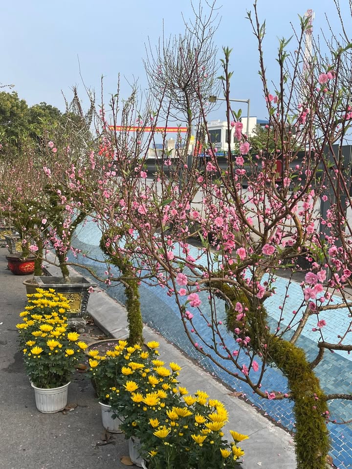 Đất nền Hải Hậu Nam Định 150m² giá 1.8 tỷ - Sổ đỏ chính chủ