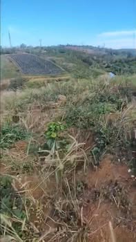 Bán Đất Vườn Đắk Nông 10500m² - Sẵn Cà Phê, Giá 700 Triệu