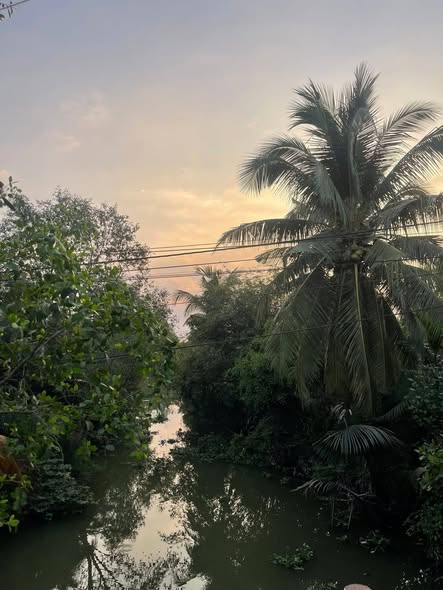 Bán đất vườn Cái Bè 5000m² giá 2.75 tỷ - Sổ đỏ chính chủ