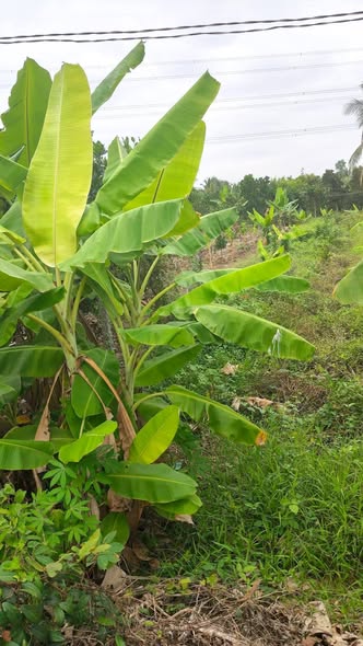 Đất nền Huyện lộ 63 Cai Lậy 400m² giá 2 tỷ - Sổ đỏ chính chủ