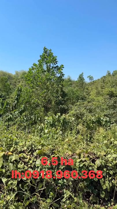 Bán Gấp 6.5 Ha Đất Vĩnh Cửu, Đồng Nai - Mặt Tiền Tỉnh Lộ 721