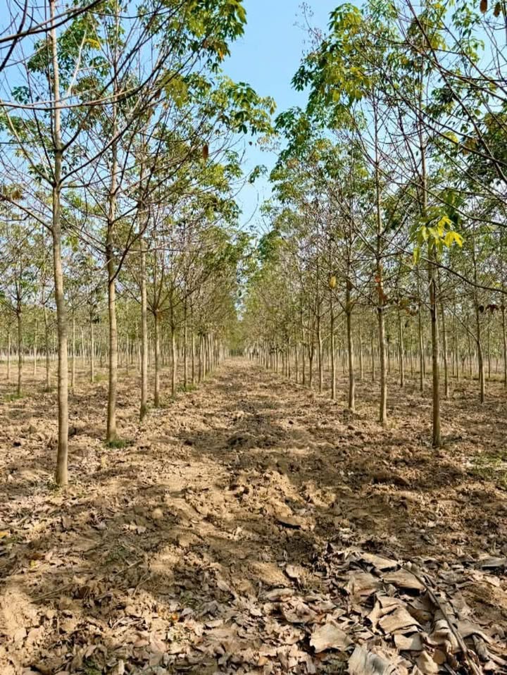 Bán gấp 2.5ha Cao su 5 năm tuổi tại Đồng Phú, Bình Phước - Sổ hồng sẵn sàng