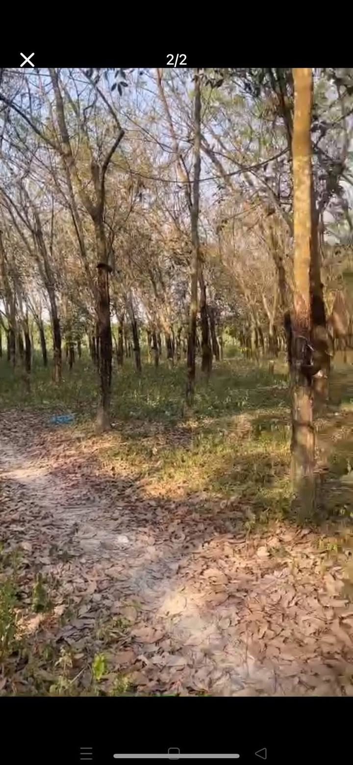 Đất Vườn Trừ Văn Thố 1.5 Mẫu - Đầu tư dài hạn, sinh lời bền vững!