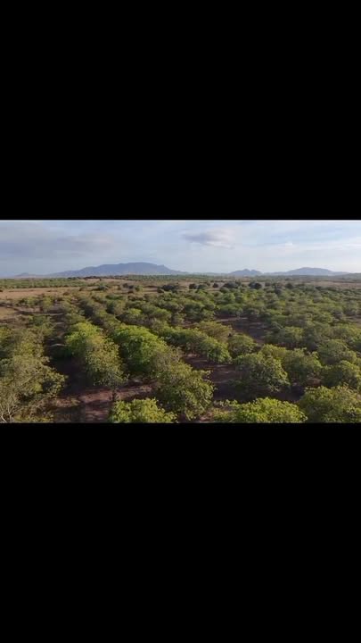 Bán Gấp Đất Vườn 4.5 Ha Ia Lâu, Chư Prông - Sổ Đang Chờ Cấp