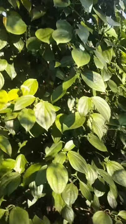 Bán Đất Vườn Mang Yang Gia Lai 1800m² Giá 600 Triệu - Nghỉ Dưỡng Lý Tưởng!