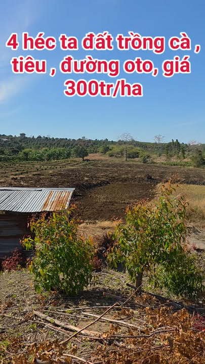 Bán Gấp 4ha Đất Vườn Gia Lai - Trồng Cà Phê, Tiêu - Sẵn Nguồn Nước