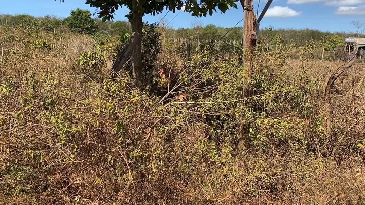 Đất nền Chư Sê 325m² giá 700 triệu - Sổ đỏ chính chủ!