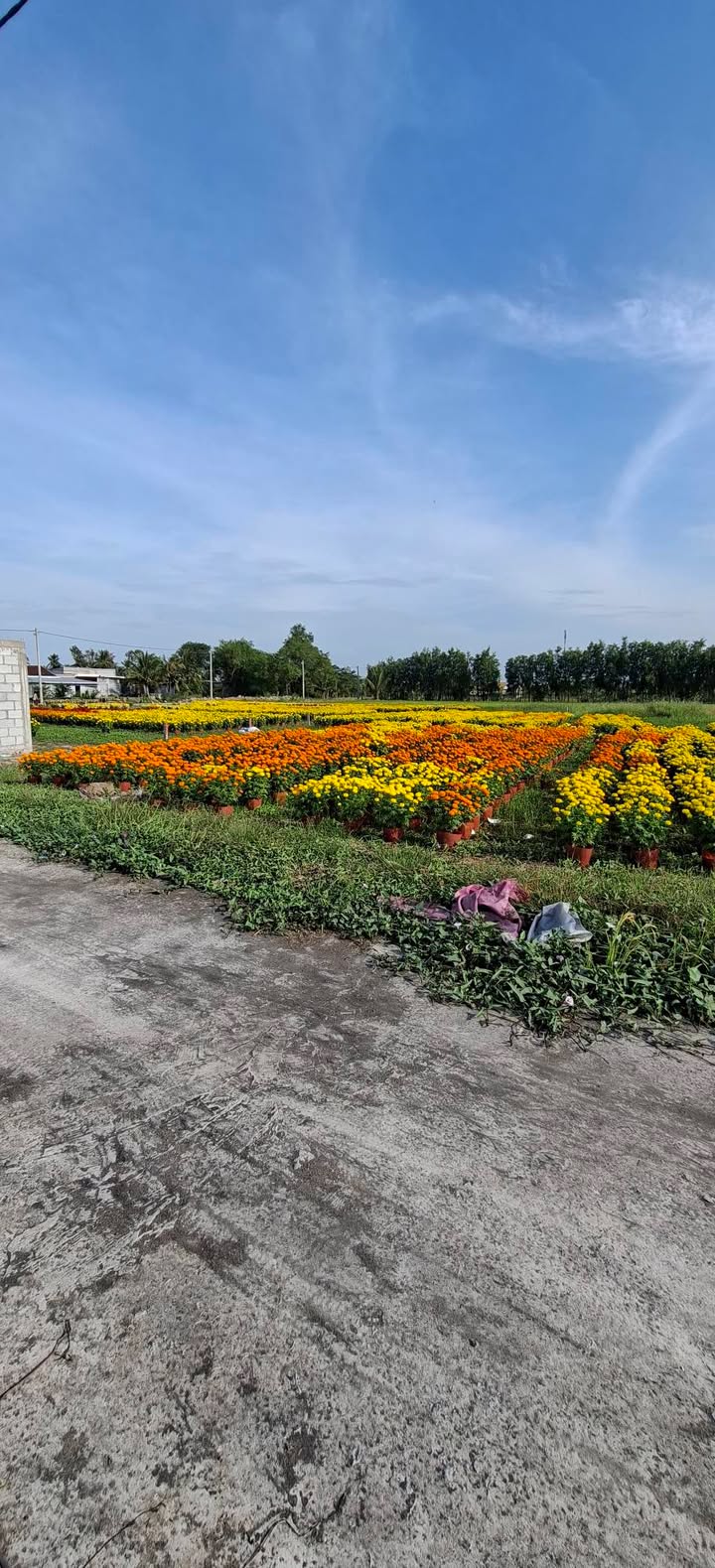 Đất nền Thạnh Lộc, Châu Thành 225m² - Sổ đỏ Full Thổ Cư, Giá 488 Triệu