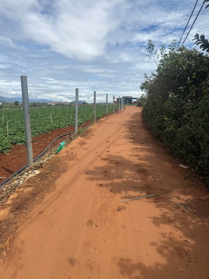 Đất Tân Hội Đức Trọng 1000m² giá 880 triệu - Giá tốt hiếm có!