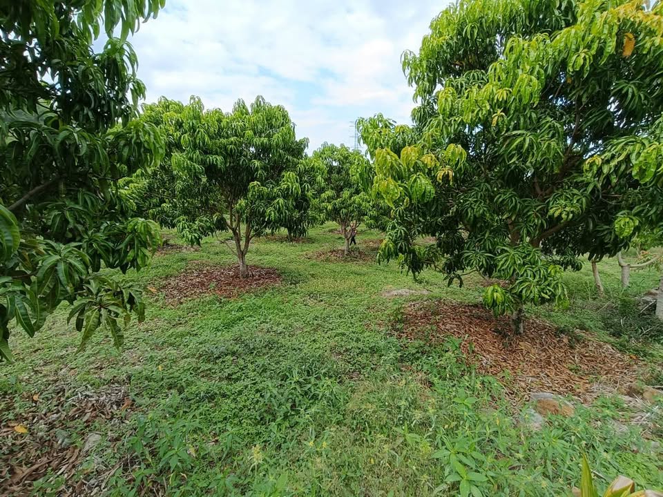 Đất Vườn Diên Thọ, Khánh Hòa 1.2 Hecta - Nghỉ dưỡng lý tưởng!